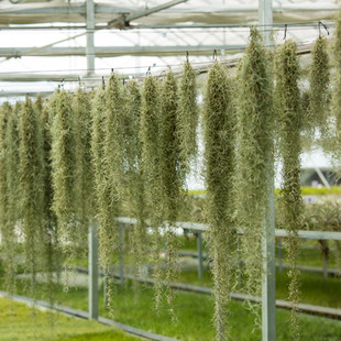 空气凤梨无土植物空气草松萝老人须组合挂饰办公室垂吊绿植