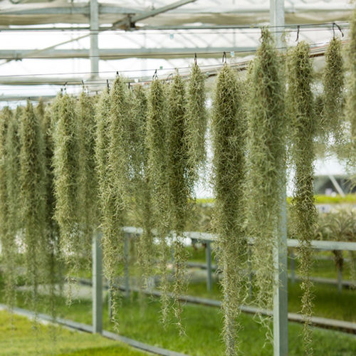 空气凤梨无土植物空气草松萝老人须组合挂饰办公室垂吊绿植