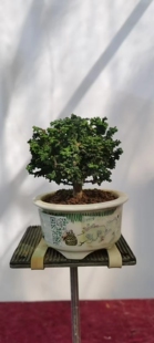 日本进口石化桧盆景盆栽一物一拍需要可以咨询客服