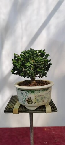 石化桧直播花卉实物盆景