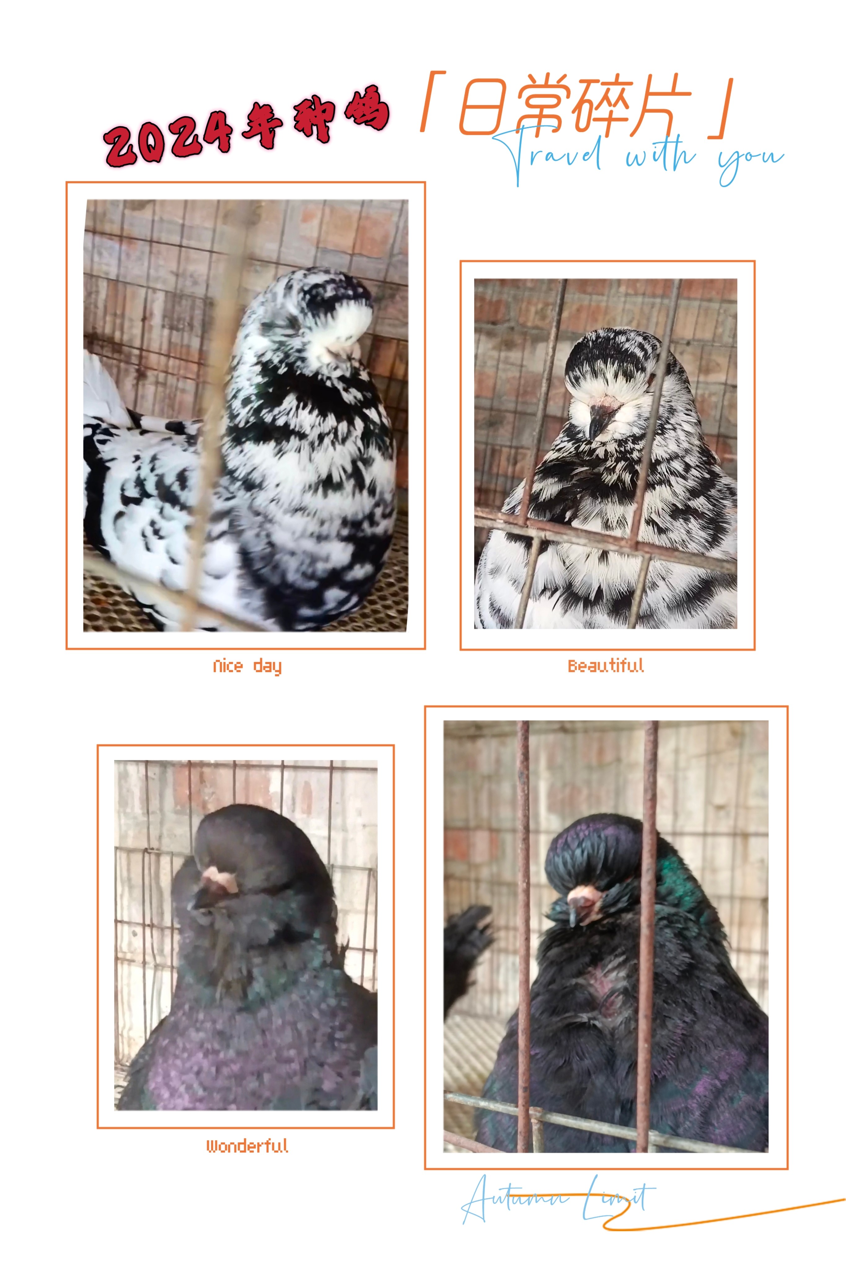 出售元宝圆环鸽子活体鸽家养种鸽青年鸽