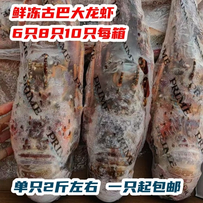 鲜冻进口古巴大龙虾肉质肥美6只8只10只每箱2斤左右每条顺丰包邮