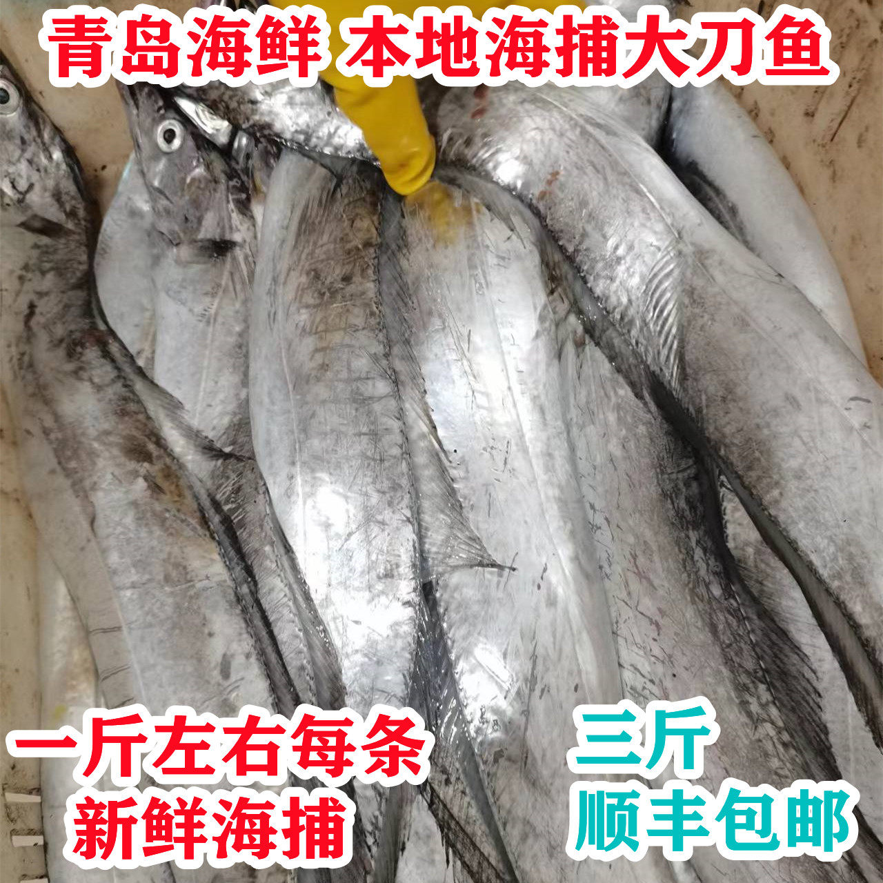 青岛海鲜沙子口海捕大刀带鱼海钓鱼新鲜一斤左右每条3斤顺丰包邮