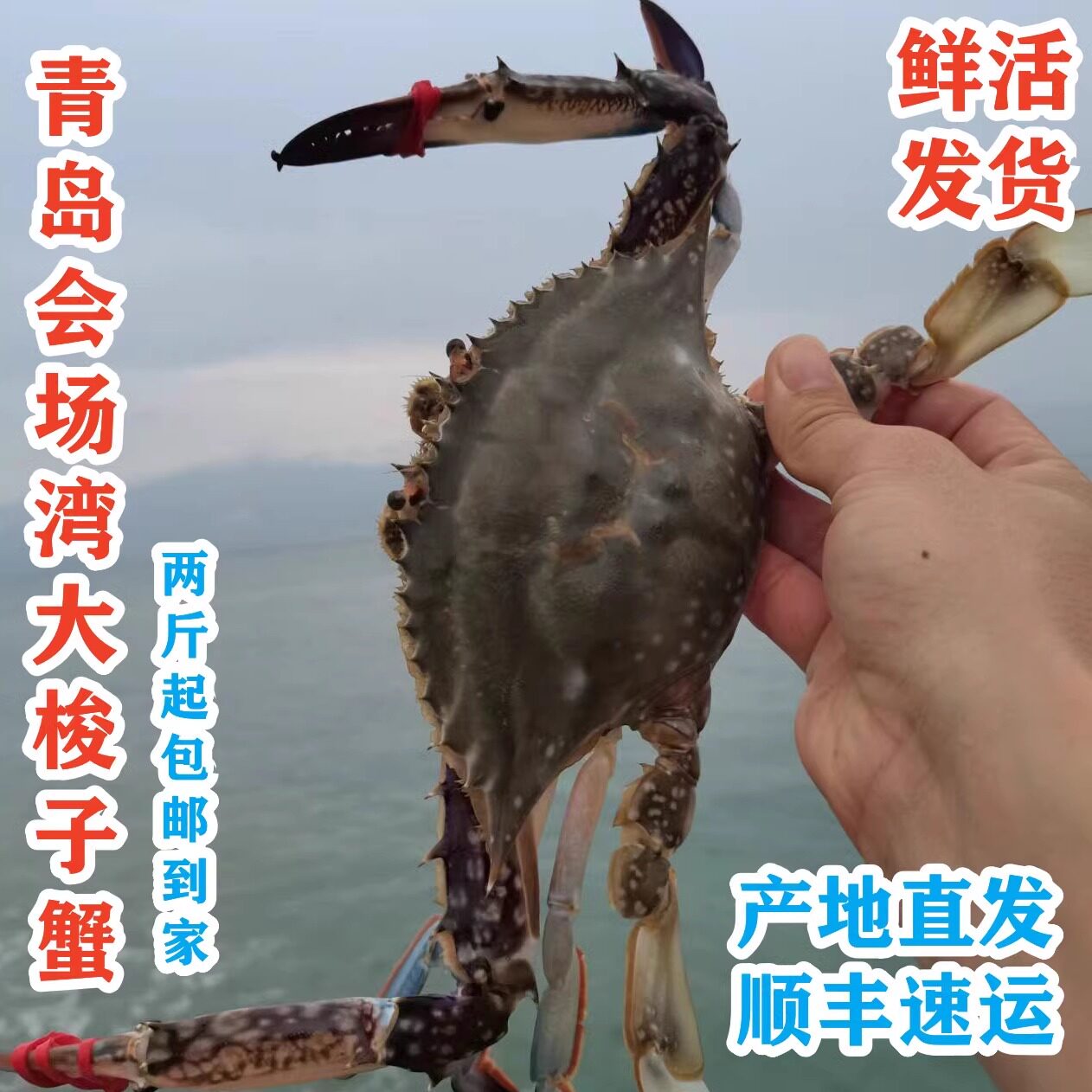 青岛海捕会场梭子蟹崂山湾鲜活发货回场大螃蟹保鲜不保活冻蟹包邮