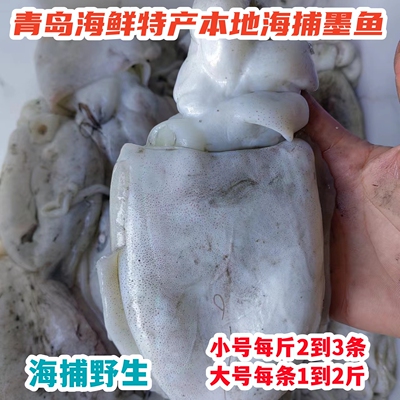 青岛海鲜特产远海捕捞新鲜野生大小号墨鱼鲜冻乌贼鱼满2斤包邮