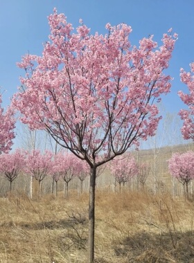 日本樱花树苗庭院大型小苗盆栽地栽四季南北方种植风景树绿化树苗