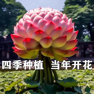 观音莲  四季种植荷花大花睡莲种根带芽水培植物水养碗莲池塘花卉