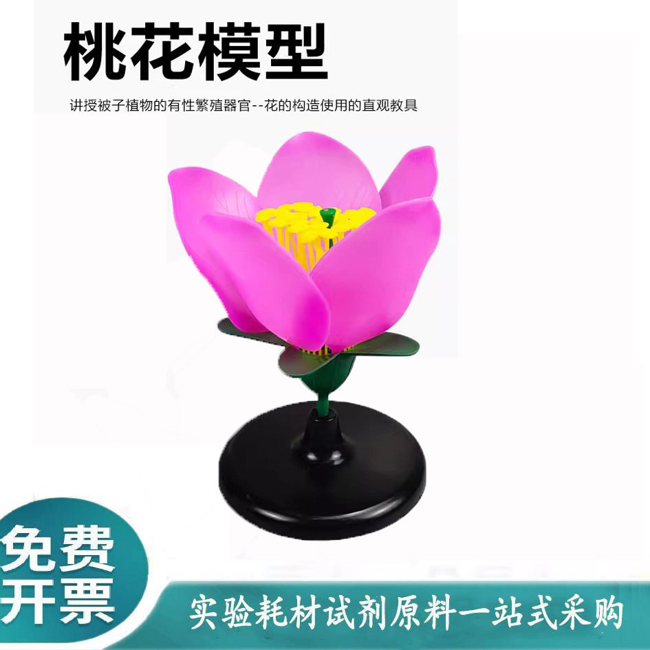 桃花模型 桃花解剖模型生物实验模型生物教学教具花蕊花瓣包邮