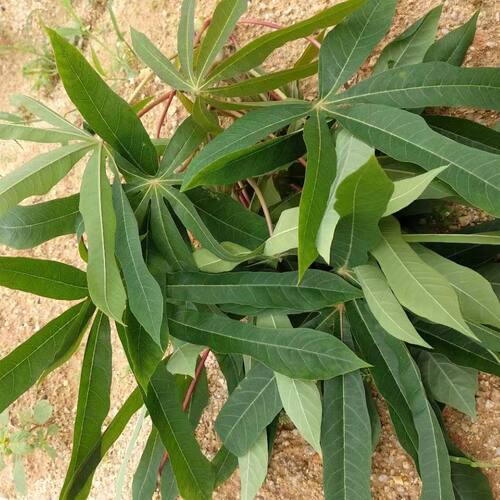 广东茂名现摘木薯叶食用绿叶蔬菜