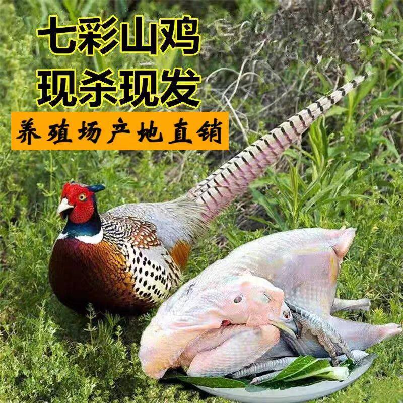 野鸡1只净重共2至2.5斤包邮鸡肉/鸡肉制品