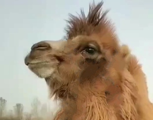 骆驼蹄子 带皮毛骆驼头 可食用 可做标本 牙和棒骨可做工艺品