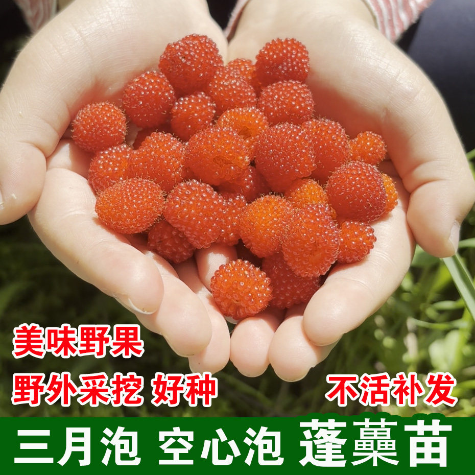 新鲜蓬藟苗四月泡野草莓农村蓬蘽盆栽三月泡灯笼泡刺泡覆盆子野果