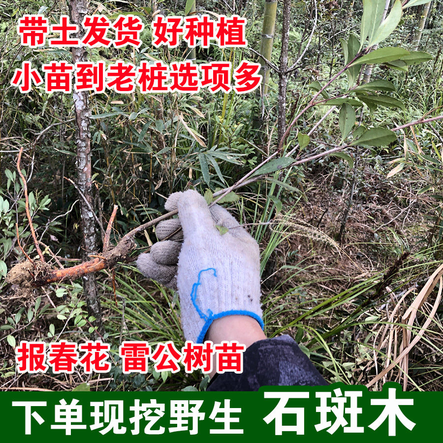 下单现挖石斑木苗小春花雷公树白杏花报春花车轮梅根老桩造景盆栽,鲜花速递/花卉仿真/绿植园艺,绿植,淘宝优惠券,粉丝福利购,淘宝优惠卷