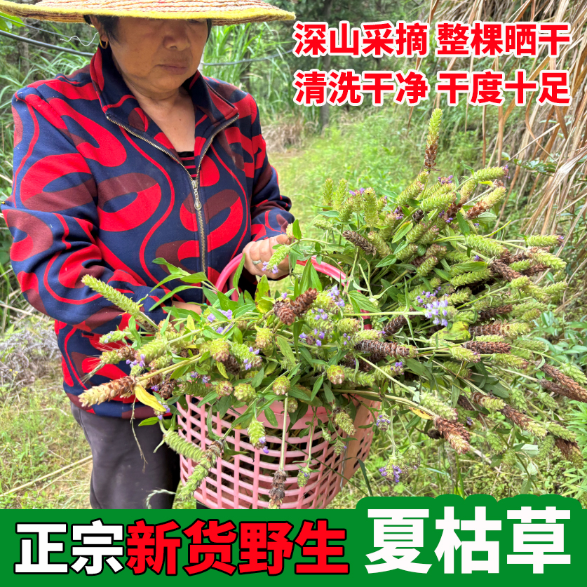 正宗野生夏枯草棒槌草牛枯榔头草