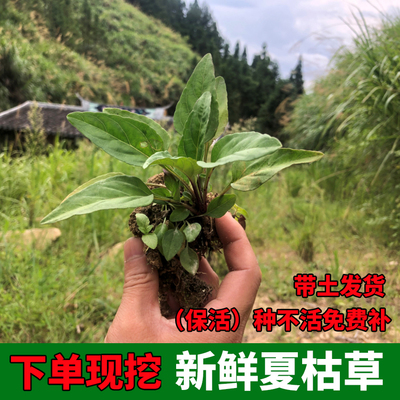 下单去挖夏枯草苗带土包活
