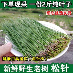 深山现采马尾松针新鲜松针叶油松两针松非五针酵素1000克包邮