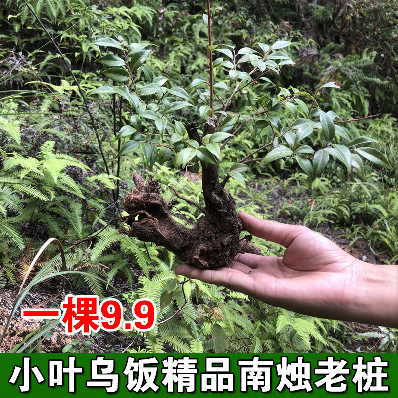 现挖小叶乌饭树南烛老桩儿时野果奇特盆景白皮短尾越桔盆栽花卉