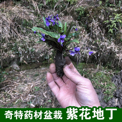奇特花卉紫花地丁草中药材盆栽