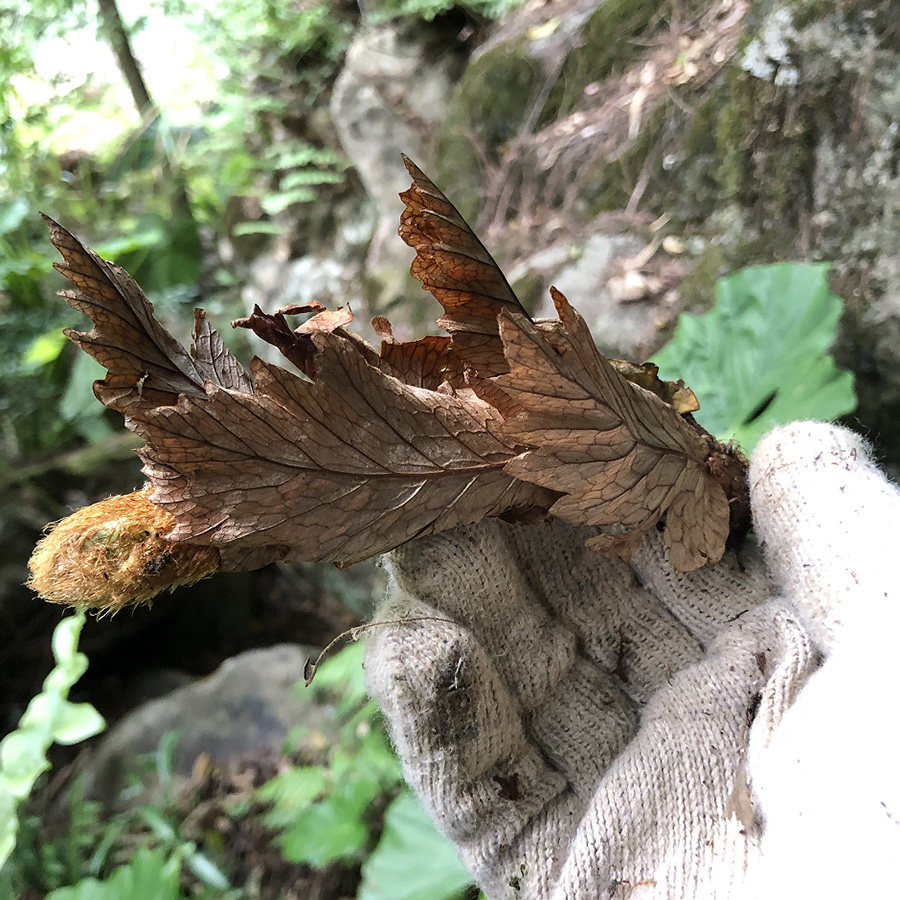 骨碎补石岩姜猴姜毛姜申姜爬岩姜岩连姜猢狲姜过山龙石新鲜采摘