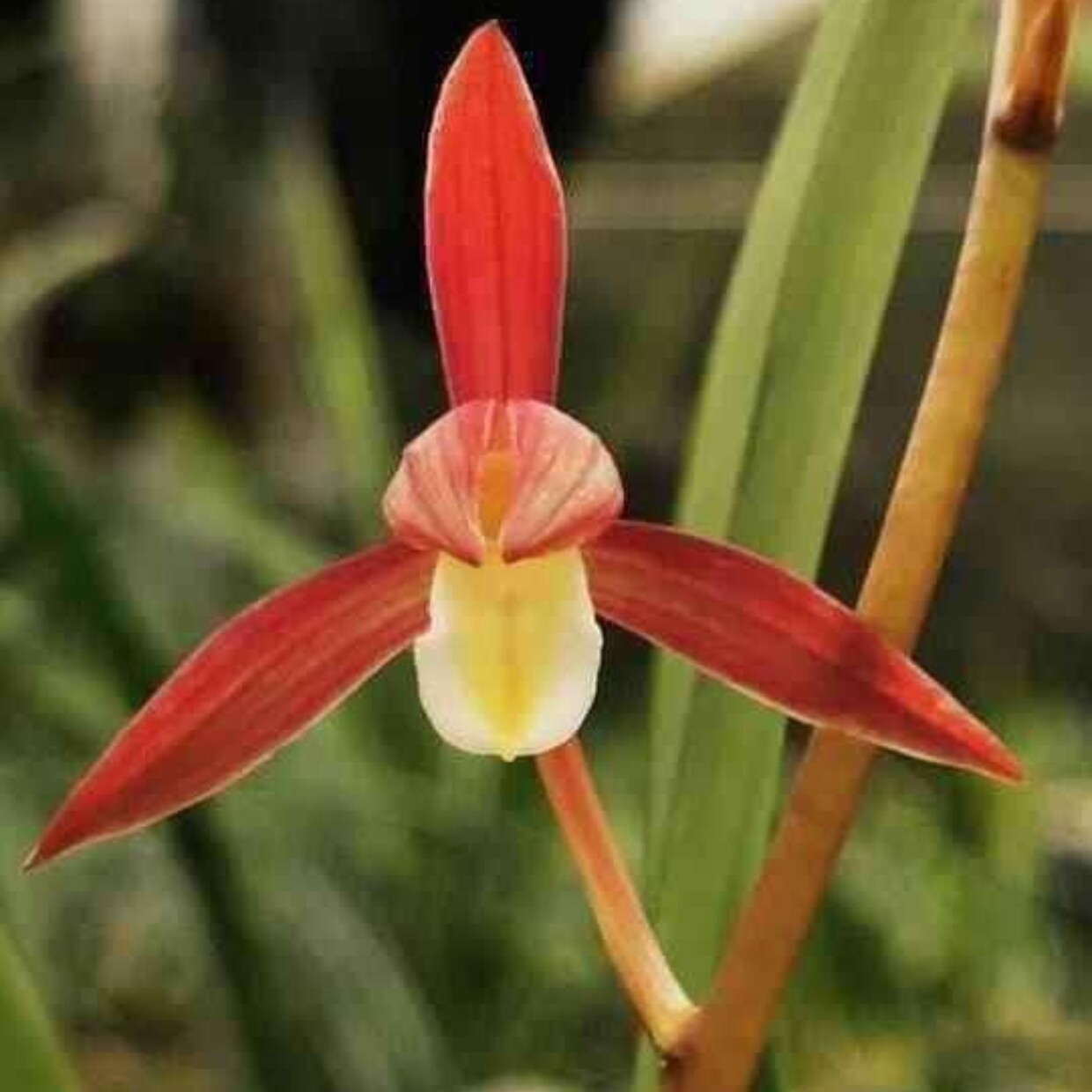 【江山美人】墨兰铭品浓香红花素舌特价兰花苗基地直发室内外盆栽