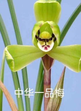 【中华一品梅】春兰梅瓣色花名贵兰花兰草铭品盆栽花卉绿植