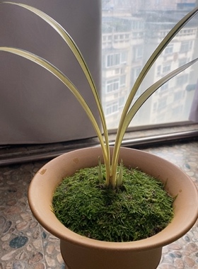 墨兰铭品中透金黄色叶艺绿植室内盆栽阳台兰花苗兰阳之松带艺奇花