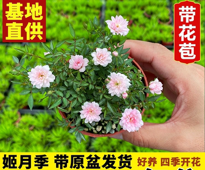 【姬月季】姬乙女玫瑰蔷薇迷你微型盆景盆栽四季开花花卉