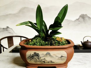 【青达摩】矮种青叶灵素达摩室内花卉绿植兰花桌面盆栽墨兰