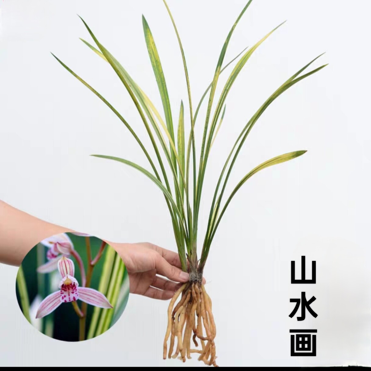 【山水画】建兰四季兰虎斑艺缟艺易开花浓香型花卉正品绿植盆栽