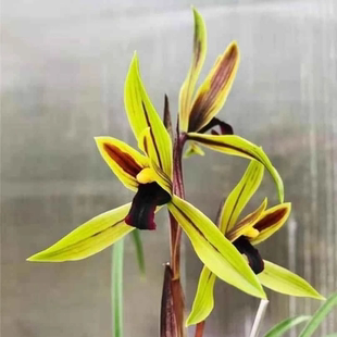 【包公魂】春兰色花水仙瓣传统品种名贵兰花兰草铭品盆栽花卉绿植