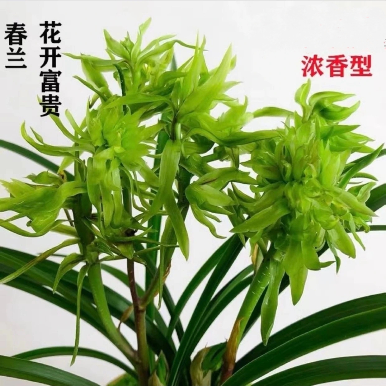 【花开富贵】春兰奇花传统名贵品种浓香型兰花盆栽花卉绿植