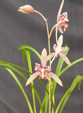 【红猫蕊蝶】建兰四季兰红色花浓香型室内花卉盆栽绿植好养蝶瓣