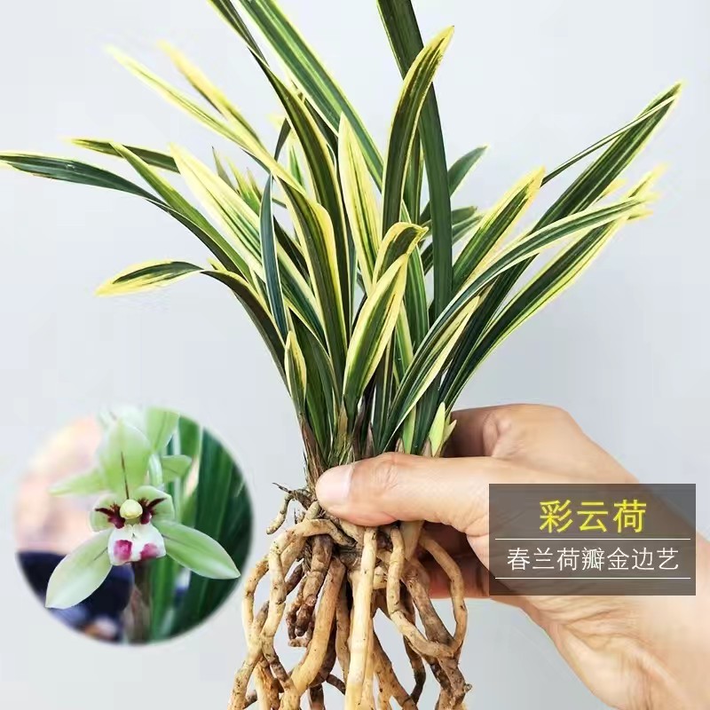 兰花春兰彩云荷小盆栽花艺双全