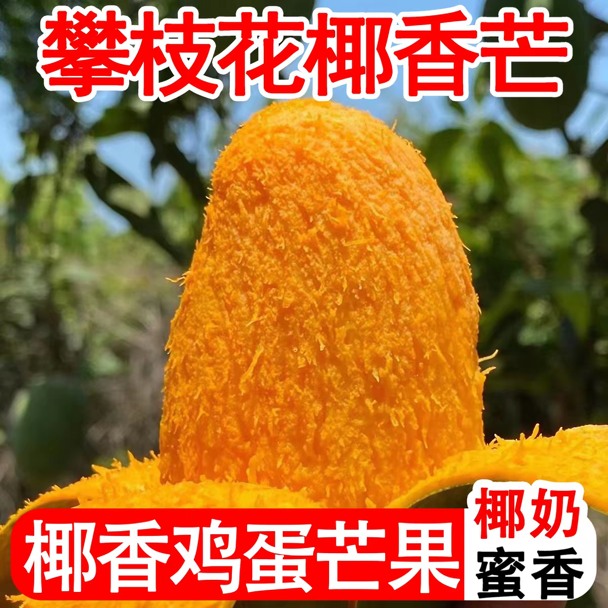 四川攀枝花椰香芒果现摘鲜甜包邮