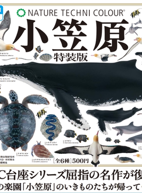 日本正版IKIMON 小笠原特装版扭蛋 座头鲸蝴蝶鱼寄居蟹海龟摆件