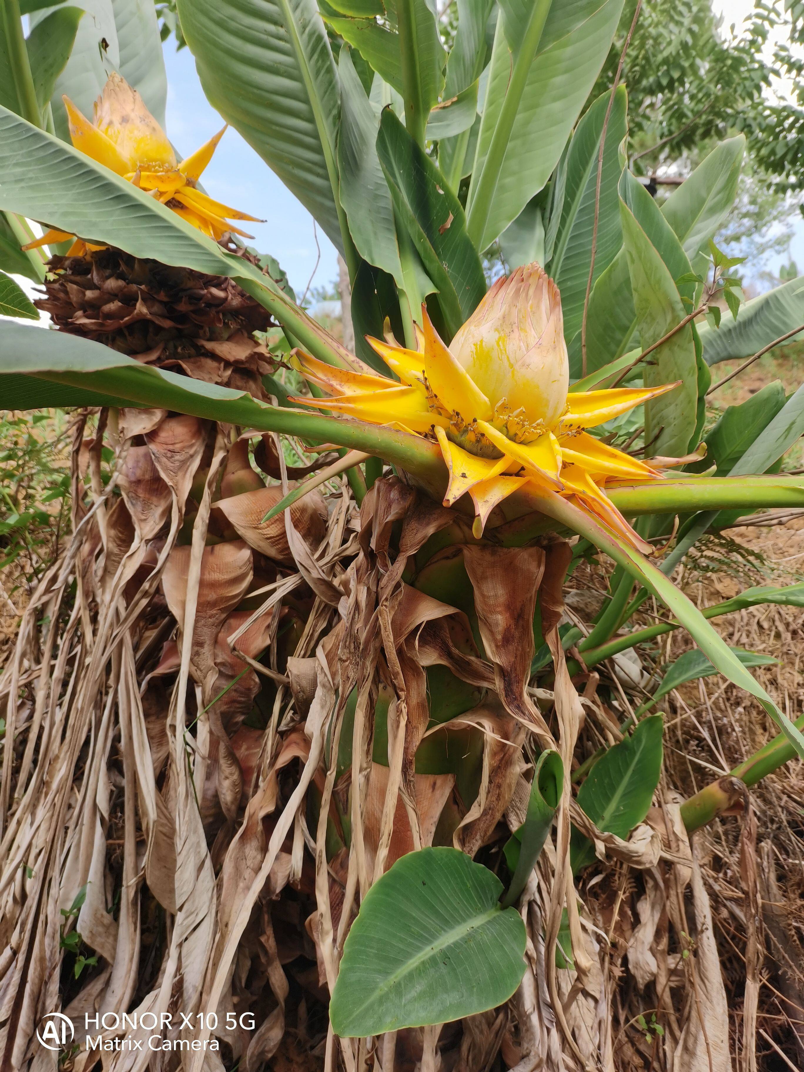 云南特色花卉地涌金莲花花期长四季开花盆栽园林绿化庭院花台可栽