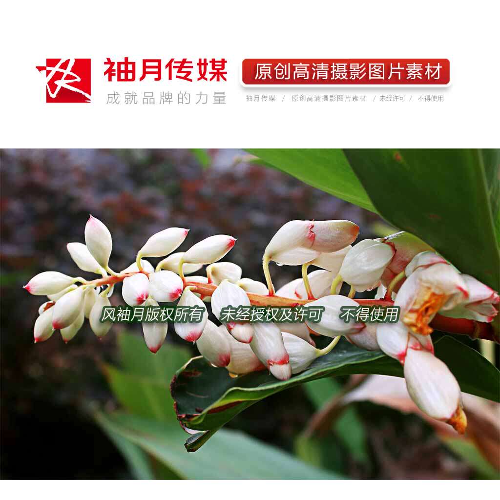 1张艳山姜高清广告图片素材植物花草花卉鲜花艳山姜摄影图片