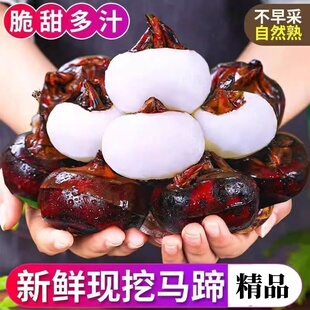 新鲜现挖荸荠马蹄脆甜多汁精品应季当季水果新鲜马蹄地栗荸荠新鲜