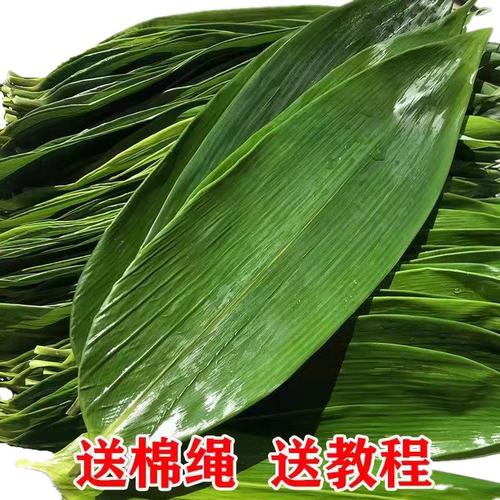 新鲜粽叶真空包装新鲜现摘