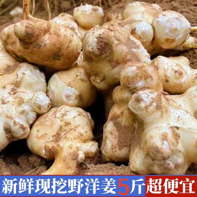 洋姜新鲜现挖鬼子姜脆鲜洋姜野生菊芋头地不辣可腌制农家蔬菜 5斤 水产肉类/新鲜蔬果/熟食 其它 原图主图