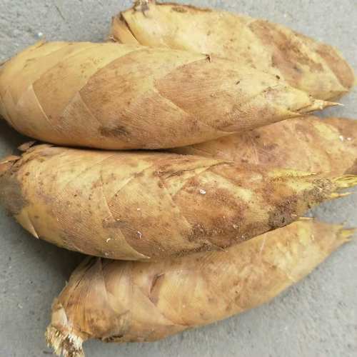 江西冬笋新款上市新鲜现挖野生黄泥楠竹大冬笋去老根毛竹笋子5斤