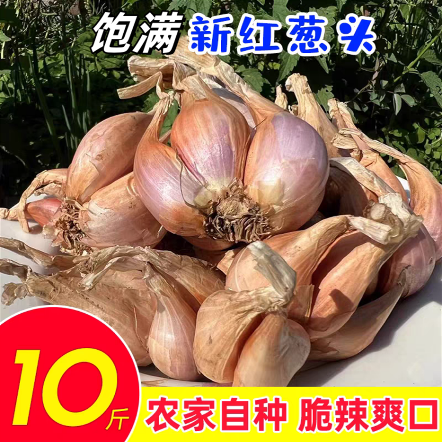 红葱头商用干葱头小香葱