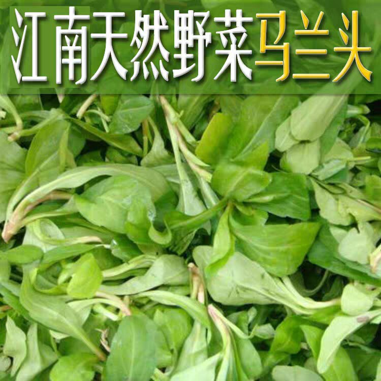 苏北新鲜马兰头时令蔬菜马兰菜野生马兰野菜现摘现发鸡儿肠应季菜
