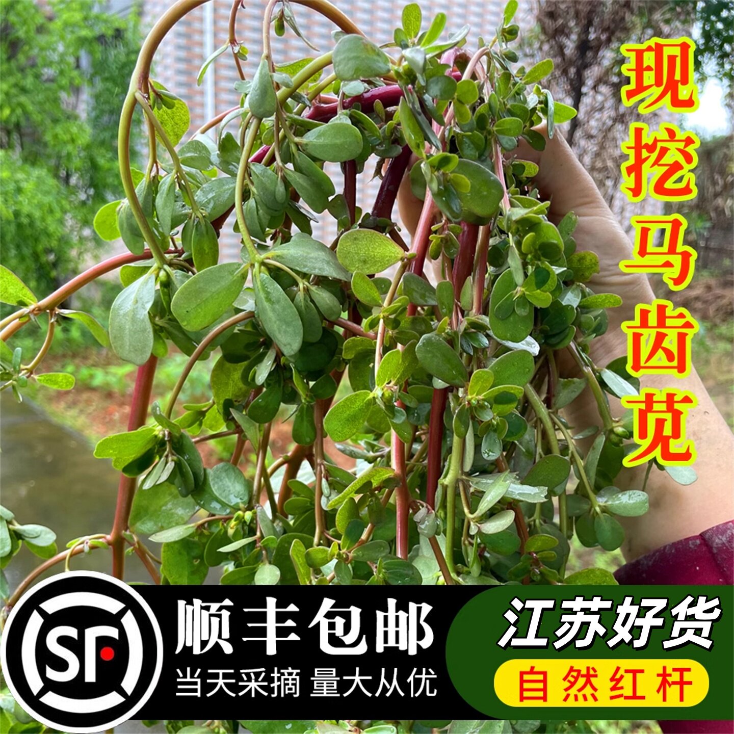 顺丰马齿苋新鲜野菜苏北农家现摘时令食用马刺菜马齿笕马蜂菜马齿