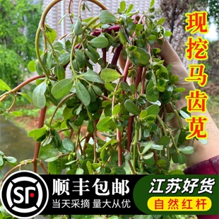 顺丰马齿苋新鲜野菜苏北农家现摘时令食用马刺菜马齿笕马蜂菜马齿