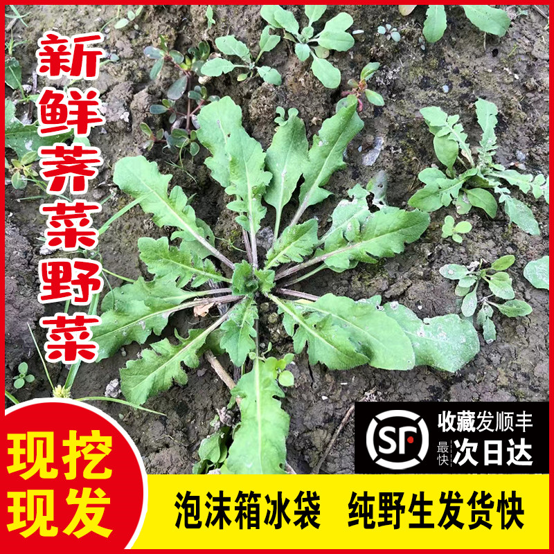 顺丰发货江苏野生荠菜新鲜野菜商用馅料荠荠菜鲜荠菜苏北农家现摘