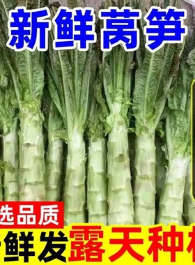 品质莴笋新鲜蔬菜当季棒棒菜莴苣农家自种时令应季菜去叶莴笋光杆