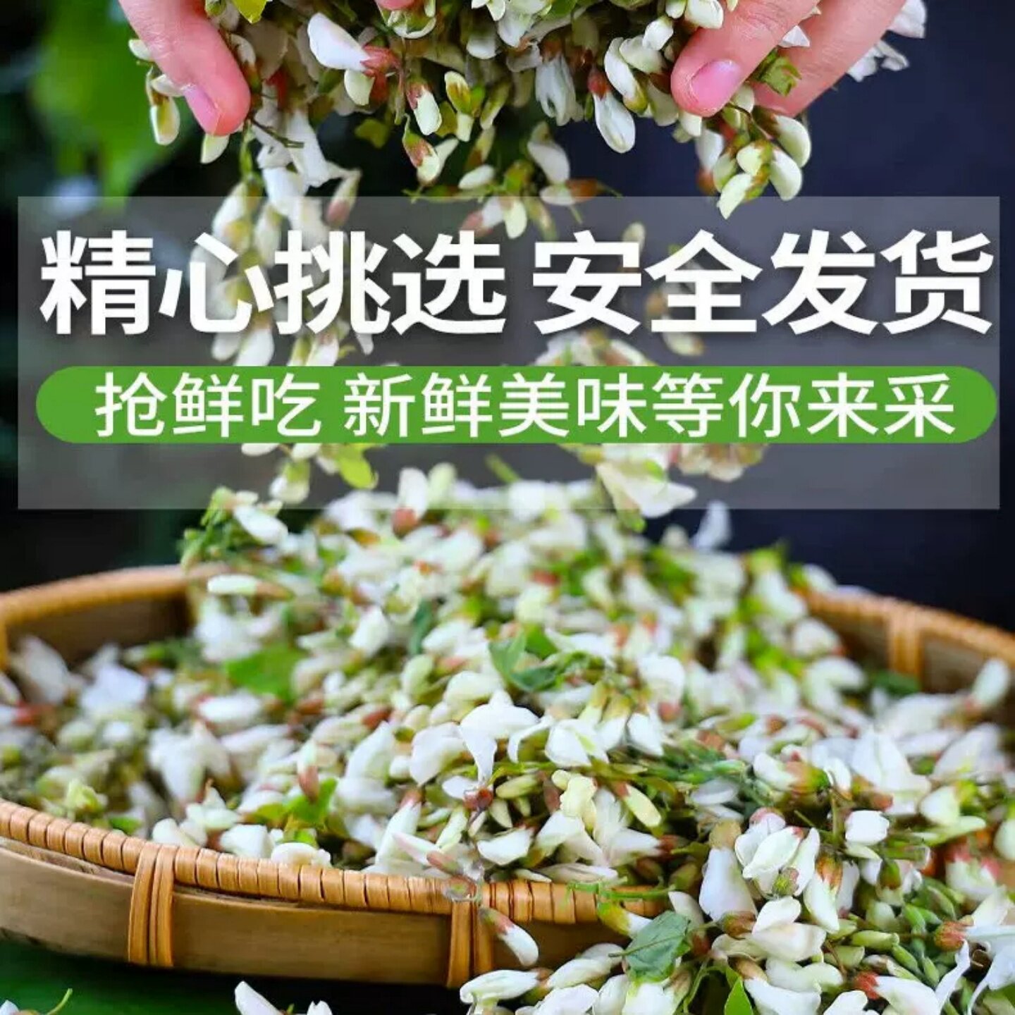 顺丰槐花新鲜洋槐花现摘鲜槐花野菜蒸菜花骨朵时令应季蔬菜杨槐花