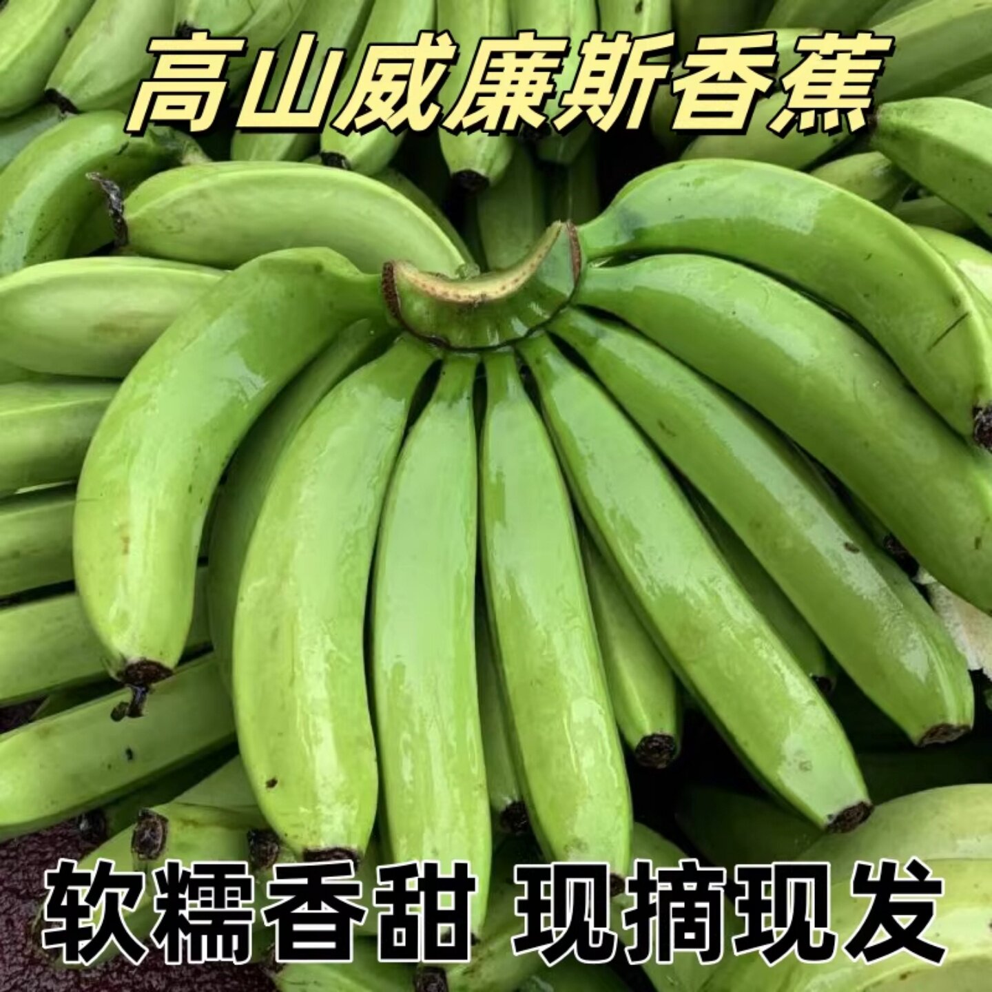云南威尼斯香蕉现摘现发新鲜水果高山当季自然熟正宗威廉斯甜香蕉