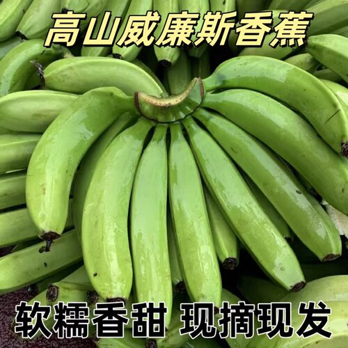 云南威尼斯高山现摘甜香蕉